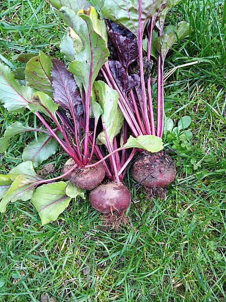 Beet plant (Beta vulgaris subsp. vulgaris)