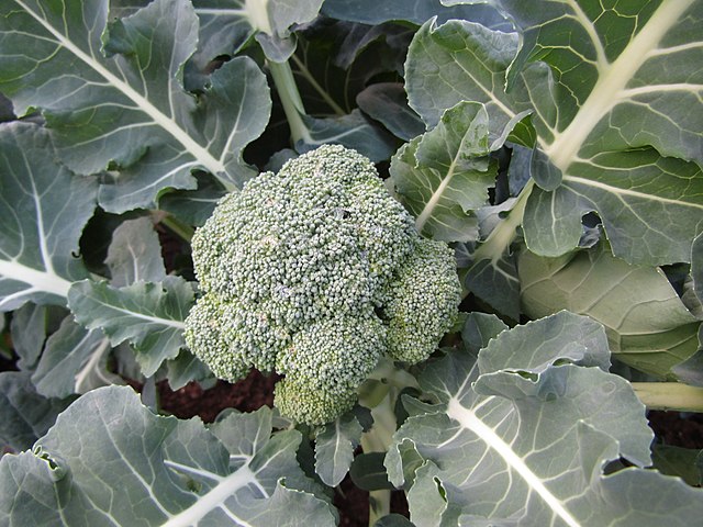 Broccoli plant