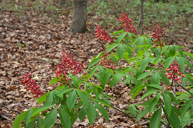 Red Buckeye (Aesculus Pavia)