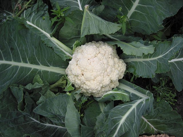 Cauliflower plant