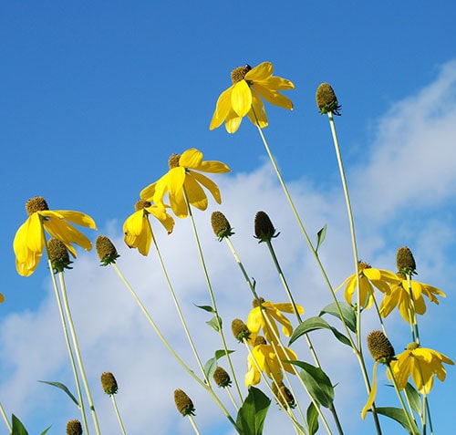 Flowers in sunlight