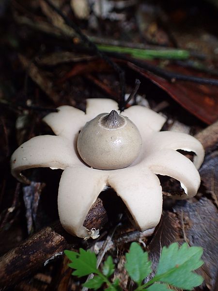 Geastrum lageniforme mushroom - earthstar