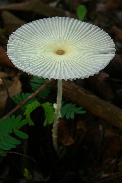 Leucocoprinus Fragilissimus - the fragile dapperling mushroom