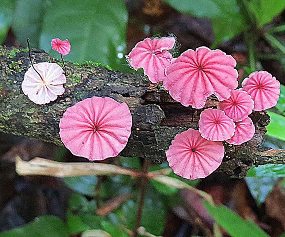 Marasmius haematocephalus mushroom