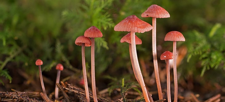 5 Mushrooms That Look Like Flowers