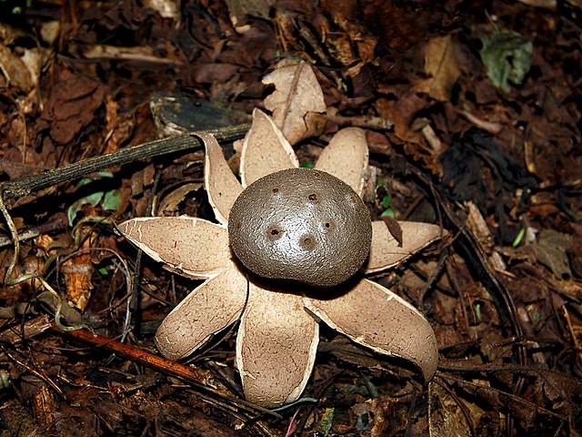 Myriostoma Coliforme mushroom