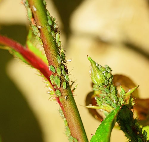 Plant pests - aphids