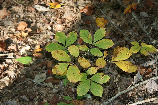 Shagbark Hickory