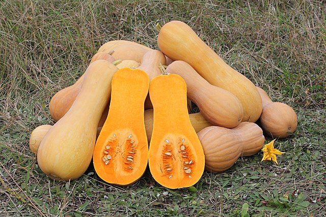 Squashes