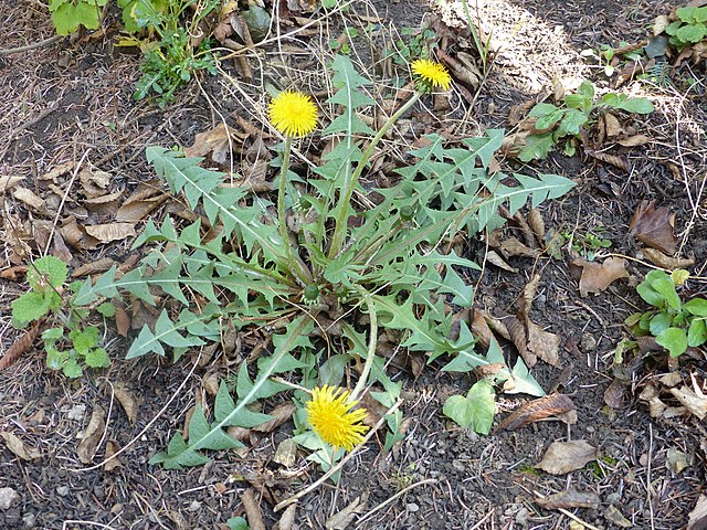 Common Dandelion (Taraxacum officinale)