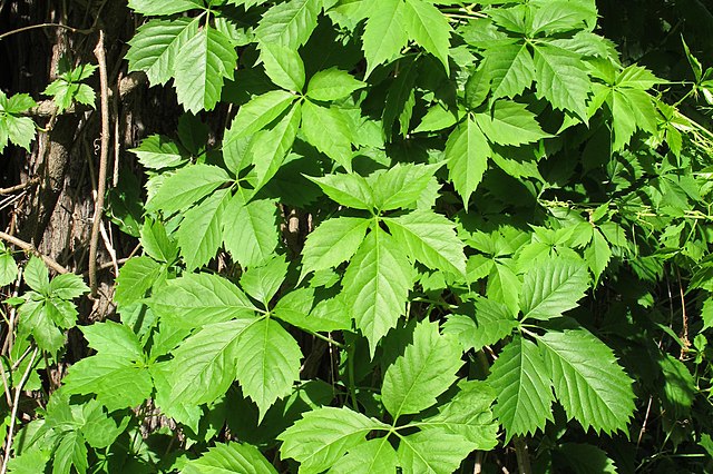 Thicket Creeper (Parthenocissus Inserta)