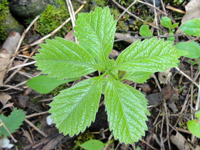 Virginia Creeper (Parthenocissus quinquefolia)