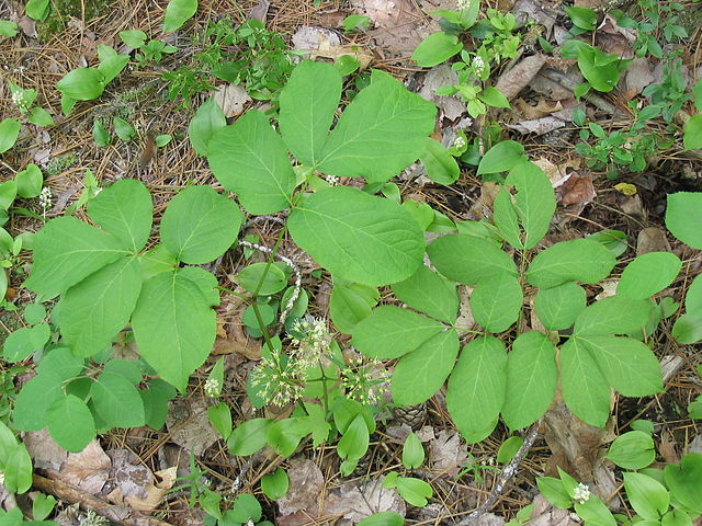 Wild Sarsaparilla (Aralia Nudicaulis)