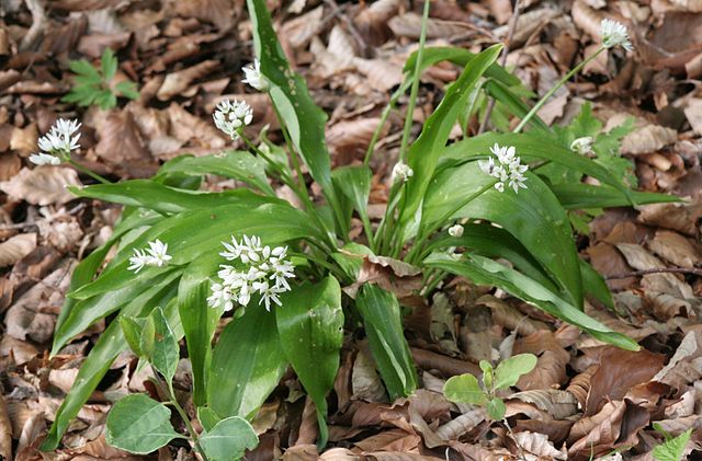 Wild Garlic (Allium ursinum)