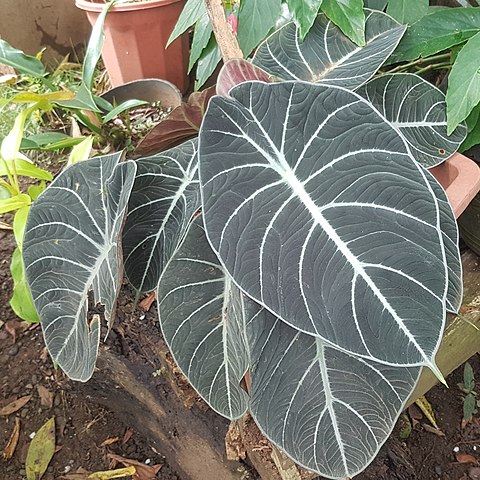 Alocasia Black Velvet (Alocasia reginula)