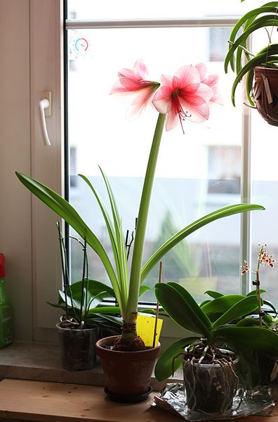 Amaryllis