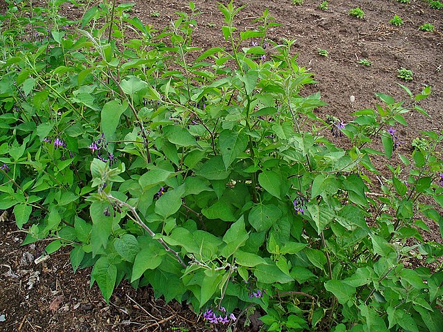 Bittersweet Nightshade (Solanum Dulcamara) plant