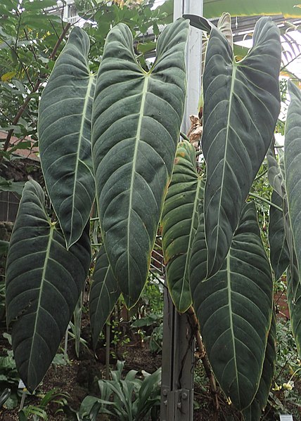 Black-gold Philodendron (Philodendron Melanochrysum)