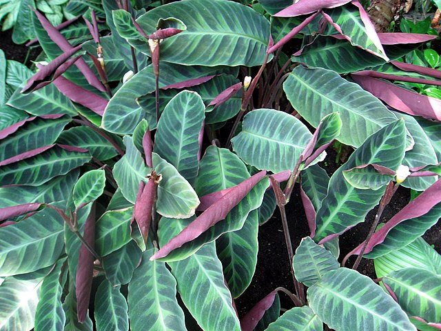 Calathea Jungle Velvet (Goeppertia Warszewiczii)
