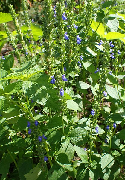 Chia Plant (Salvia Hispanica)