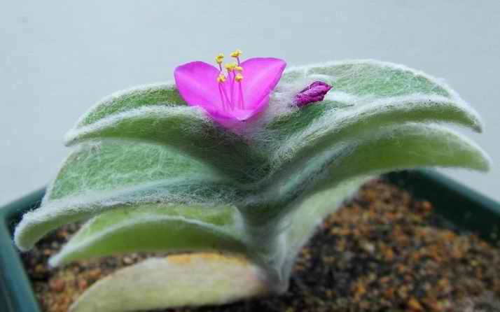 Cobweb Spiderwort (Tradescantia Sillamontana)