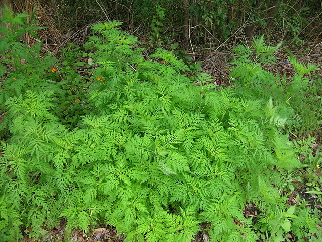Ambrosia Artemisiifolia Fern-Like Leaves