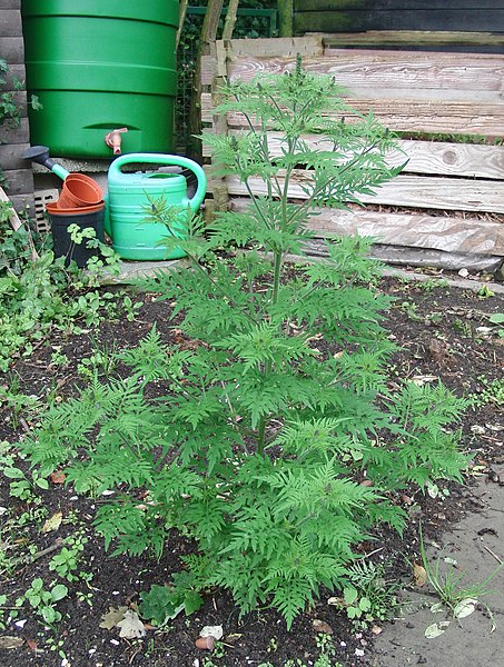 Common Ragweed (Ambrosia Artemisiifolia)