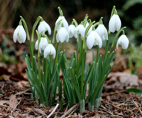 Common Snowdrop (Galanthus Nivalis)