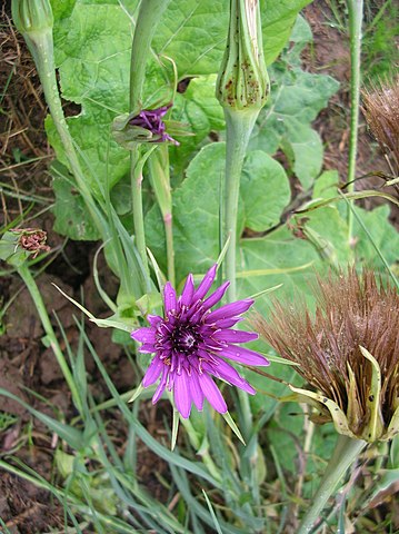 Purple salsify - Tragopogon porrifolius