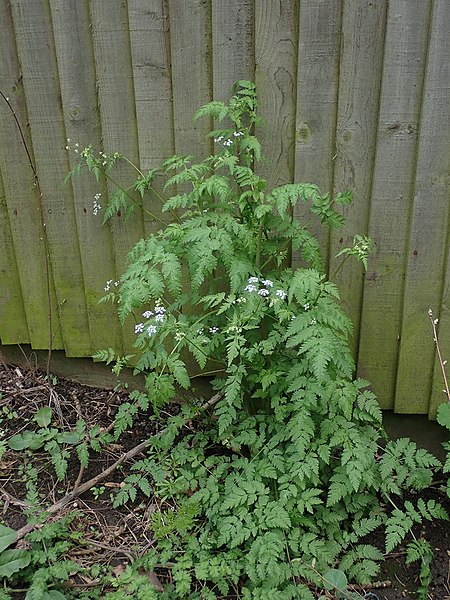 Cow Parsley (Anthriscus Sylvestris) Plant