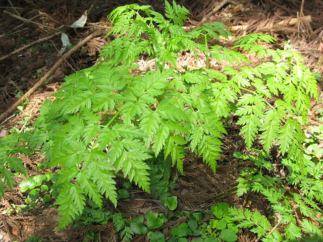 Cow Parsley (Anthriscus Sylvestris)