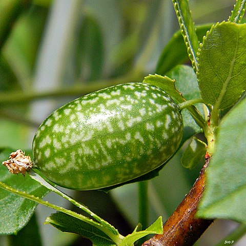 Creeping Cucumber (Melothria Pendula) fruit