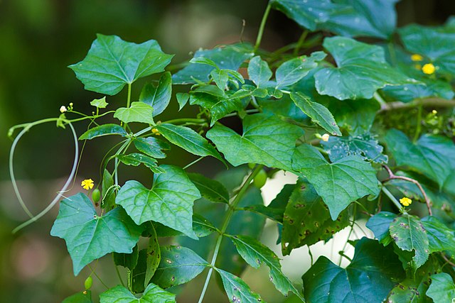 Creeping Cucumber (Melothria Pendula) vine