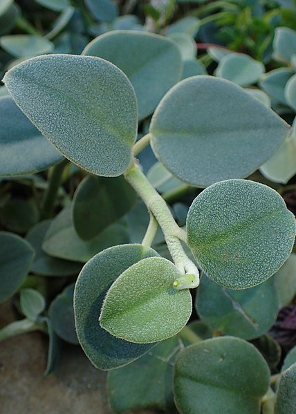 Felted Peperomia (Peperomia Incana)