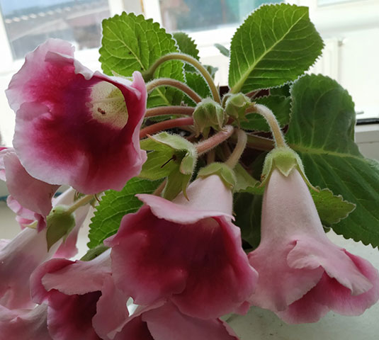 Gloxinia (Sinningia Speciosa)