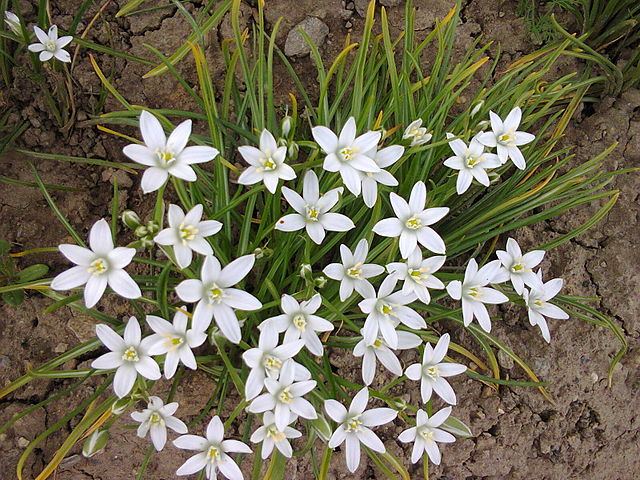 Grass Lily (Ornithogalum Umbellatum)