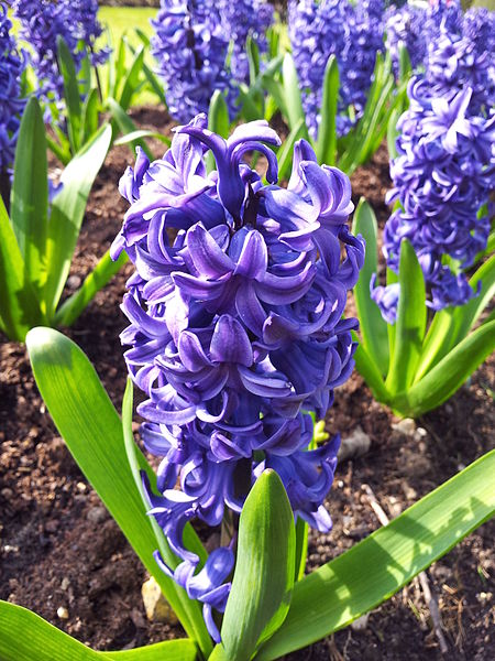 Hyacinth