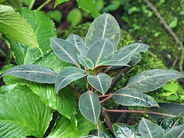 Impatiens Morsei Velvetea