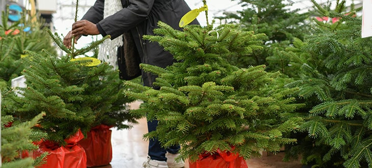Live Potted Christmas Trees: Why They Are Better And How To Care For Them