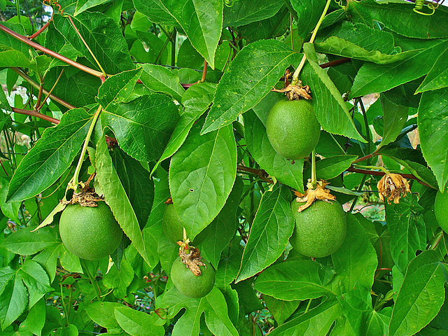 Passiflora incarnata fruits