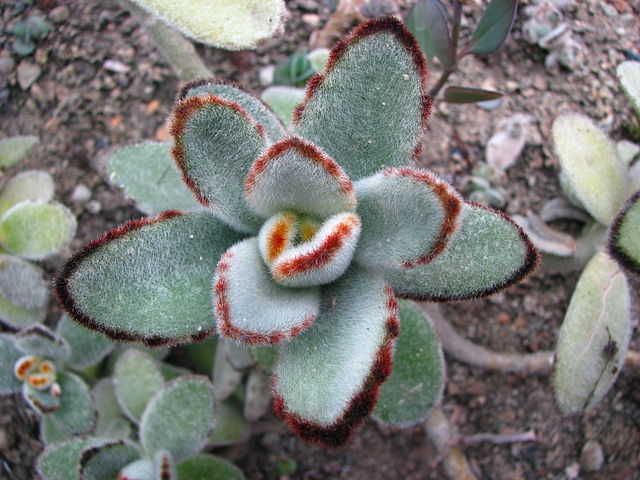 Panda Plant (Kalanchoe Tomentosa)