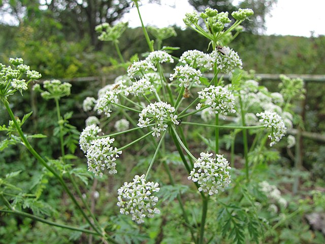 Poison Hemlock Flowers