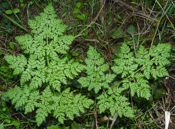 Poison Hemlock Flowers