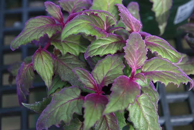 Purple Passion (Gynura Aurantiaca)