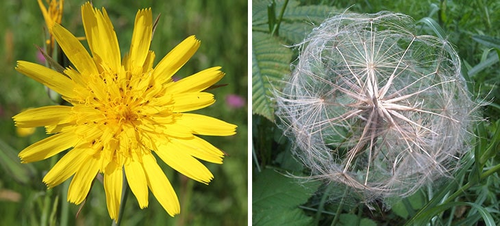 Salsifies – Giant Dandelions Or Different Plants?