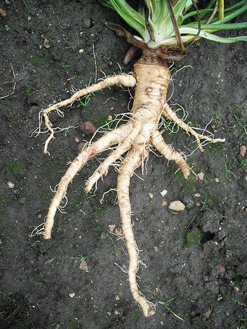 Salsify roots (Tragopogon porrifolius)