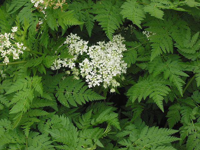 Sweet Cicely (Myrrhis Odorata) Leaves And Flowers