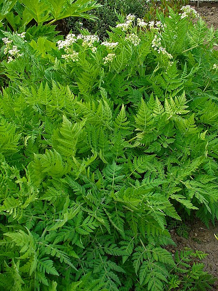 Sweet Cicely (Myrrhis Odorata)