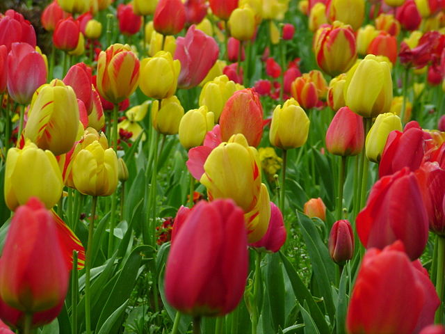 Tulips