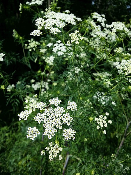 Turnip-Rooted Chervil (Chaerophyllum Bulbosum) Plant